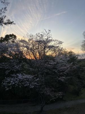 口笛と夕桜 - 花の自由旋律
