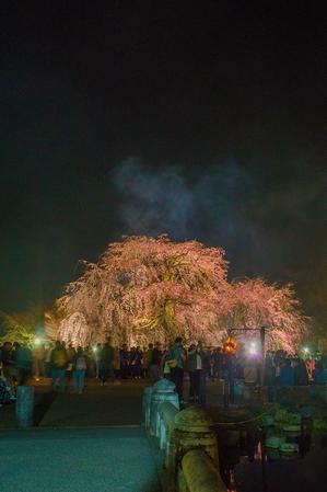 2024京都桜～円山公園ライトアップ - 鏡花水月