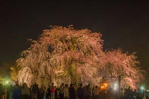 2024京都桜～円山公園ライトアップ - 