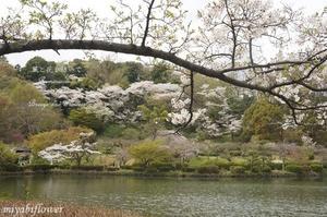桜散歩 ～ 来年の桜　薬師池公園にて - 風と花を紡いで