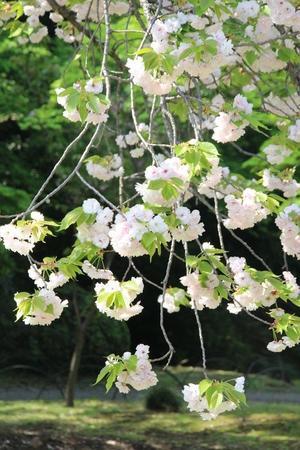 新宿御苑　①　八重桜 - 