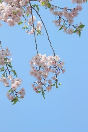 新宿御苑　①　八重桜 - 