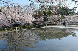 桜と池（白山公園） - 