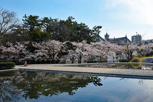桜と池（白山公園） - 