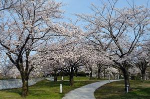 桜（白山公園） - 