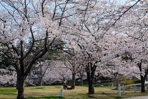 桜（白山公園） - 