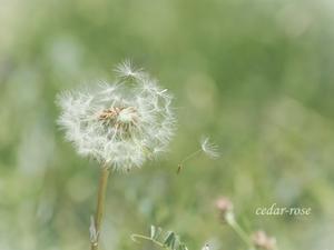 Blow away dandelion - 瞳の記憶２