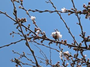 ４月１５日　校庭の桜の開花宣言 - 笑顔輝く 六郷小学校ブログ