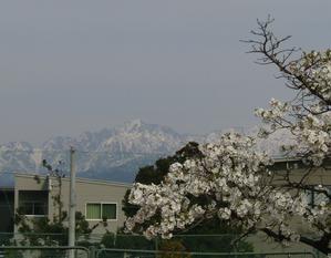 花曇りの桜、彼方に望む劔岳と　～ 空港スポーツ緑地 ～ - 