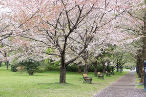 ネモフィラと、桜の競演 - 
