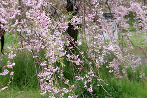 ネモフィラと、桜の競演 - 