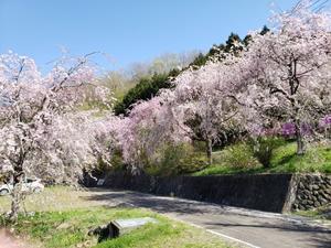 神泉　しだれ桜の里 - 四季折々