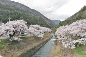 島々谷の桜の花も咲いてきました～。 - 乗鞍高原カフェ＆バー スプリングバンクの日記②