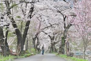 島々谷の桜の花も咲いてきました～。 - 