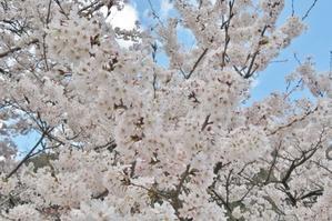 島々谷の桜の花も咲いてきました～。 - 