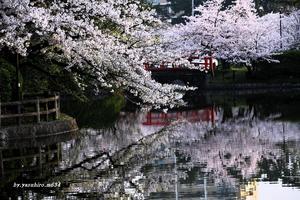 亀城公園の桜Ⅳ - 俺の心旅