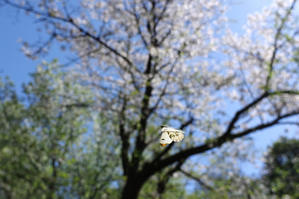２０２４．４．１０　東京・白金の森　ツマキチョウ　　　２０２４．４．１７ （記） - 