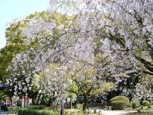 栃木の春に花は咲く～Ⅰ - 
