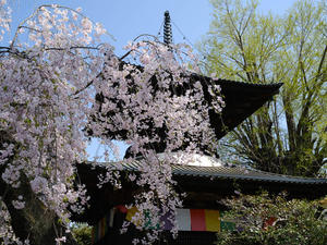 栃木の春に花は咲く～Ⅱ - 