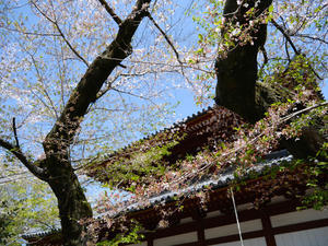 栃木の春に花は咲く～Ⅱ - 