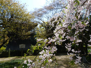 栃木の春に花は咲く～Ⅲ - 
