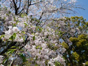 栃木の春に花は咲く～Ⅳ - 