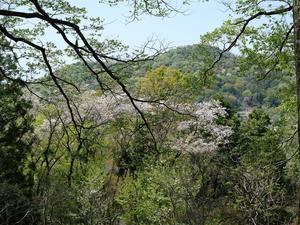 栃木の春に花は咲く～Ⅴ - 