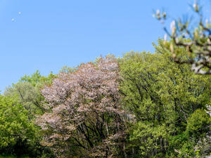 栃木の春に花は咲く～Ⅶ - 
