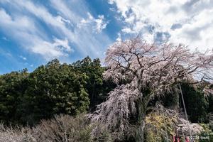 三重県の桜　4 - 