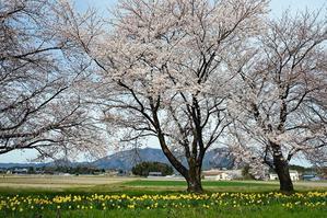 桜と水仙 - 