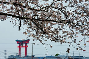 桜と水仙 - 