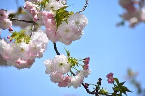 今年もさくら見納めは松月桜 - 前を向いて「ひまわり」