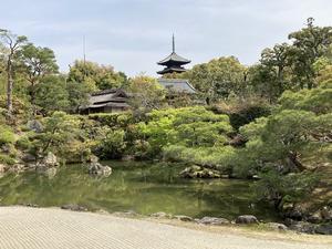 1人で京都：仁和寺の桜 - まりもの旅行記