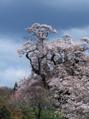 桜追っかけ2024   雪村桜と塩ノ崎の大桜 - 