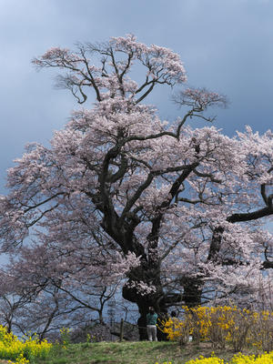 桜追っかけ2024   雪村桜と塩ノ崎の大桜 - 