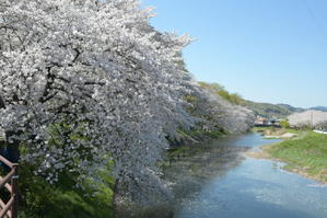 偶然見つけた桜の名所 - My garden ~ 小さな薔薇庭の12か月