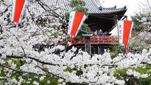 Seeing Sakura Blooming in Tokyo Makes Your Heart Cool..!! - 