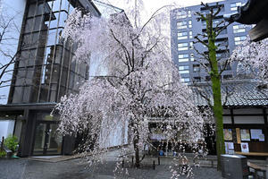 京都2024桜Ⅹ - バリ島大好き