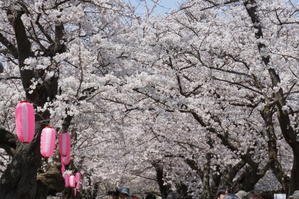 ゆったり桜をめぐる弘前城・角館・津軽鉄道ローカル列車3日間 - 