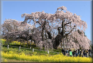 桜2024　＠三春の滝桜 - 