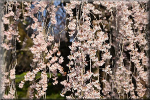 桜2024　＠三春の滝桜 - 