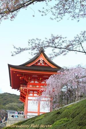 父との思い出の桜　2015　京都　東山 - 