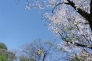 ２０２４．４．１０　東京・白金の森　ツマキチョウ　　　２０２４．４．１７ （記） - 