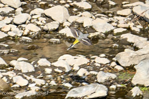 黄鶺鴒飛ぶ　鳥撮り散歩24−037 - 