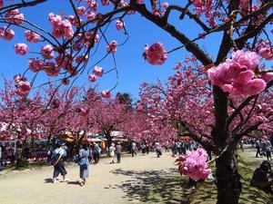 8 Tips Traveling ke Jepang Saat Musim Sakura, Wajib Tahu Hal-hal Ini! - 