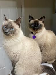 Siamese Cats: Elegant Beauties with a Unique Personality - 