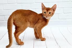 Abyssinian Cats: A Unique and Playful Breed - 