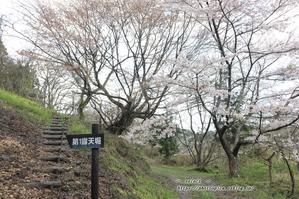 桜を名にもつ銅山跡 - 