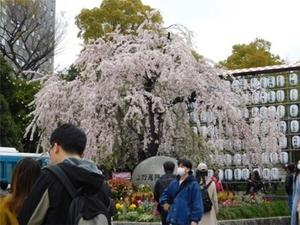 番外編 東博｢中尊寺金色堂｣展と浅草の桜まで見たこと - 