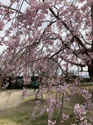 ヘレンケラーの枝垂れ桜 - 